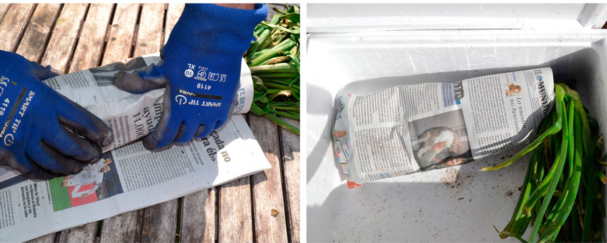 Las mejores de verduras a la parrilla